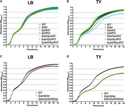 Muramyl Endopeptidase Spr Contributes to Intrinsic Vancomycin Resistance in Salmonella enterica Serovar Typhimurium